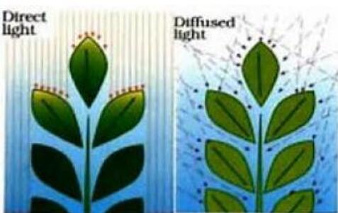 Light Diffusion Greenhouse Film